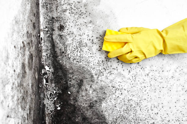 Best Black Mold Remediation in University Of Virginia, VA