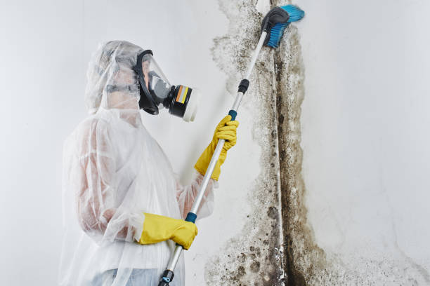 Best Commercial Mold Remediation in University Of Virginia, VA