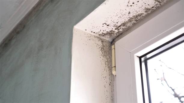 Best Mold Testing and Inspection Services in University Of Virginia, VA
