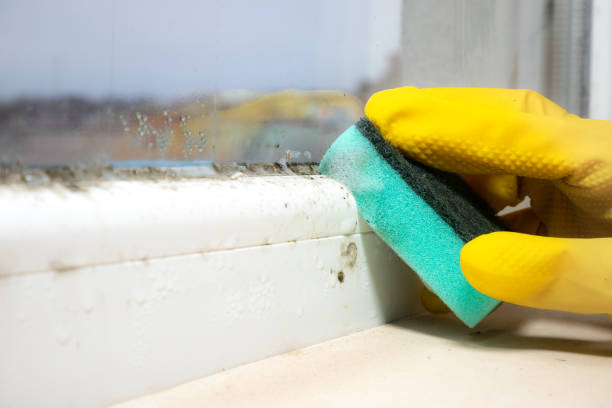 Best DIY Mold Remediation Support Services in University Of Virginia, VA