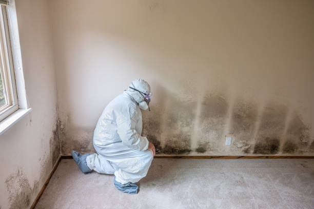 Best HVAC Mold Remediation in University Of Virginia, VA