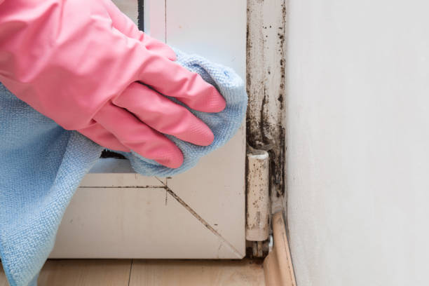 Best Residential Mold Remediation in University Of Virginia, VA