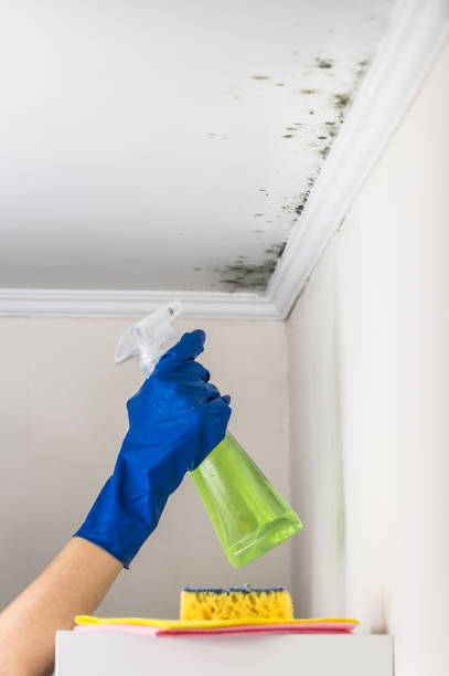 Best Preventive Mold Services in University Of Virginia, VA