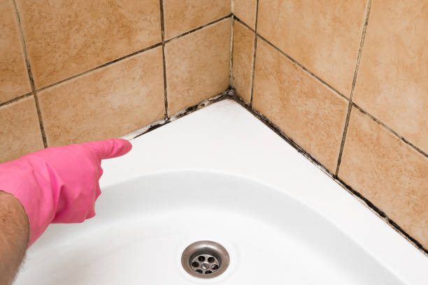  University Of Virginia, VA Mold Removal Pros